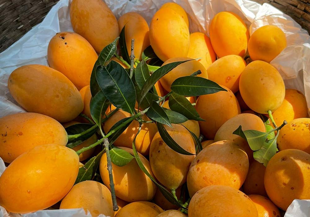 انبه  پاکستانی