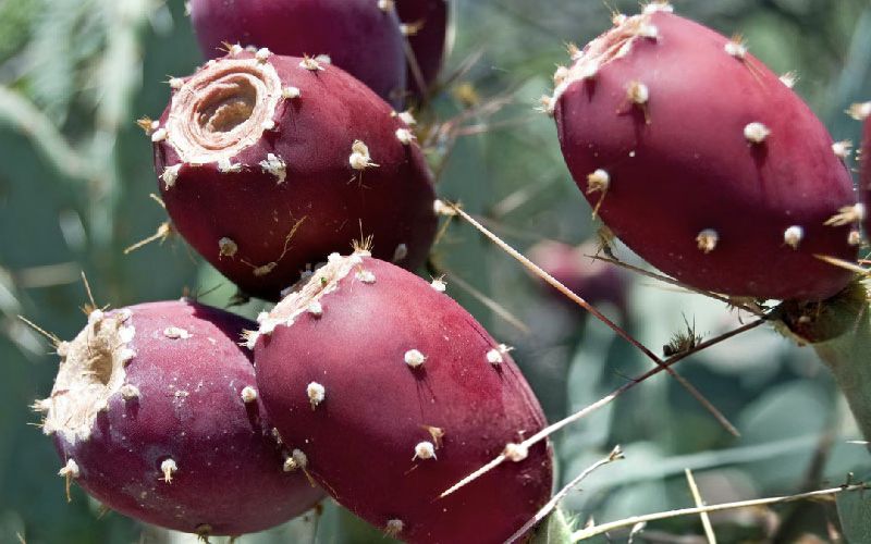 میوه کاکتوس برای پاکسازی کبد
